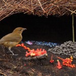 Caption: An Elaborate Attempt at Courtship: The male Great Bachelor Bowerbirds arrange their bowers a.k.a. "love nests" in an effort to appear in a favorable light to potential female mates.