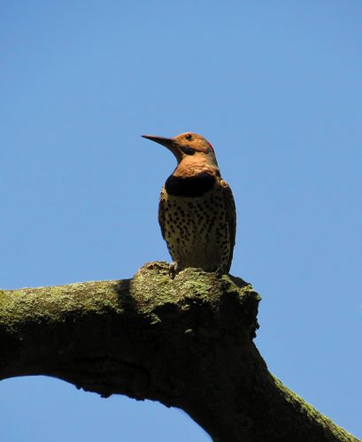 TAKING A BREAK FROM FLIGHT: A Northern Flicker sitting still for a change.  Photo by Keith Michael.