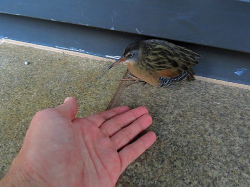 A FALLEN VIRGINIA RAIL: Offering a helping hand to a lucky one: one more day. Photo by Keith Michael.