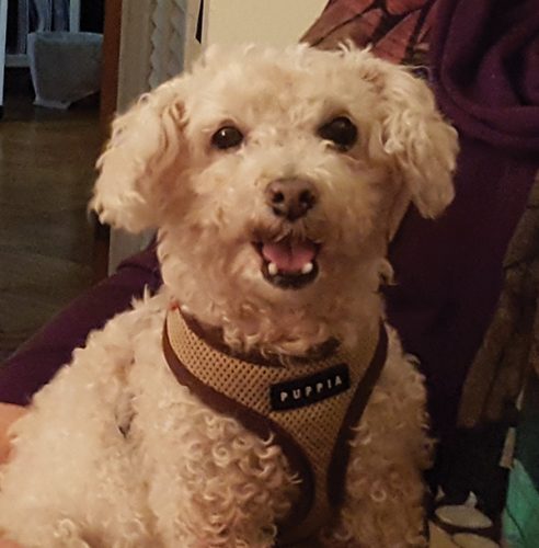 Mia says: Letting me sleep in your favorite chair lets you experience the quiet pleasure of unselfish giving. Photo by Andreea Ioana Pantor.